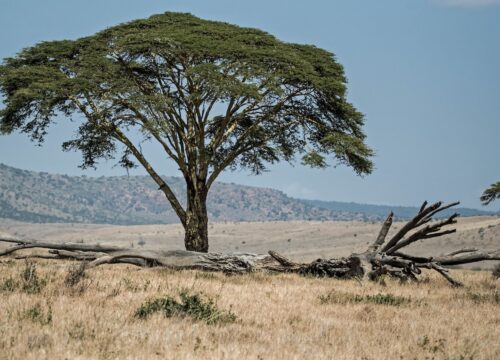 What Types of Rock Formations Can I Expect to See on Mt Kenya?