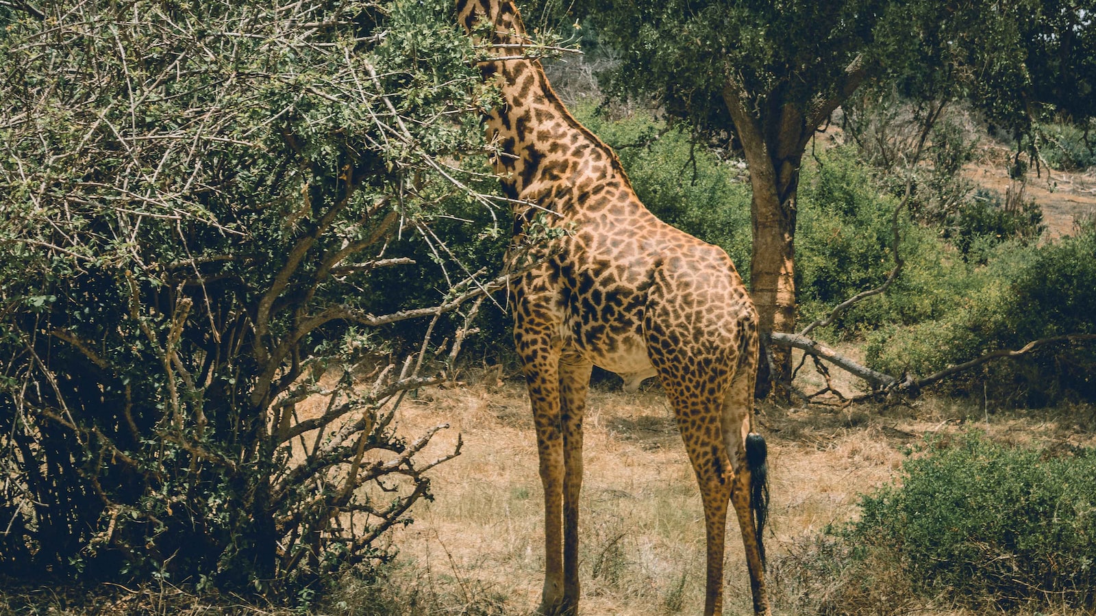 Is It Possible to Engage in Rock Climbing on Mt Kenya’s Cliffs? Mt Kenya?