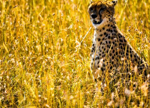 What’s the Relationship Between Mt Kenya and Neighboring National Parks? Mt Kenya?” 

to 

“What’s the Relationship Between Mt Kenya and Neighboring National Parks? Mt Kenya?