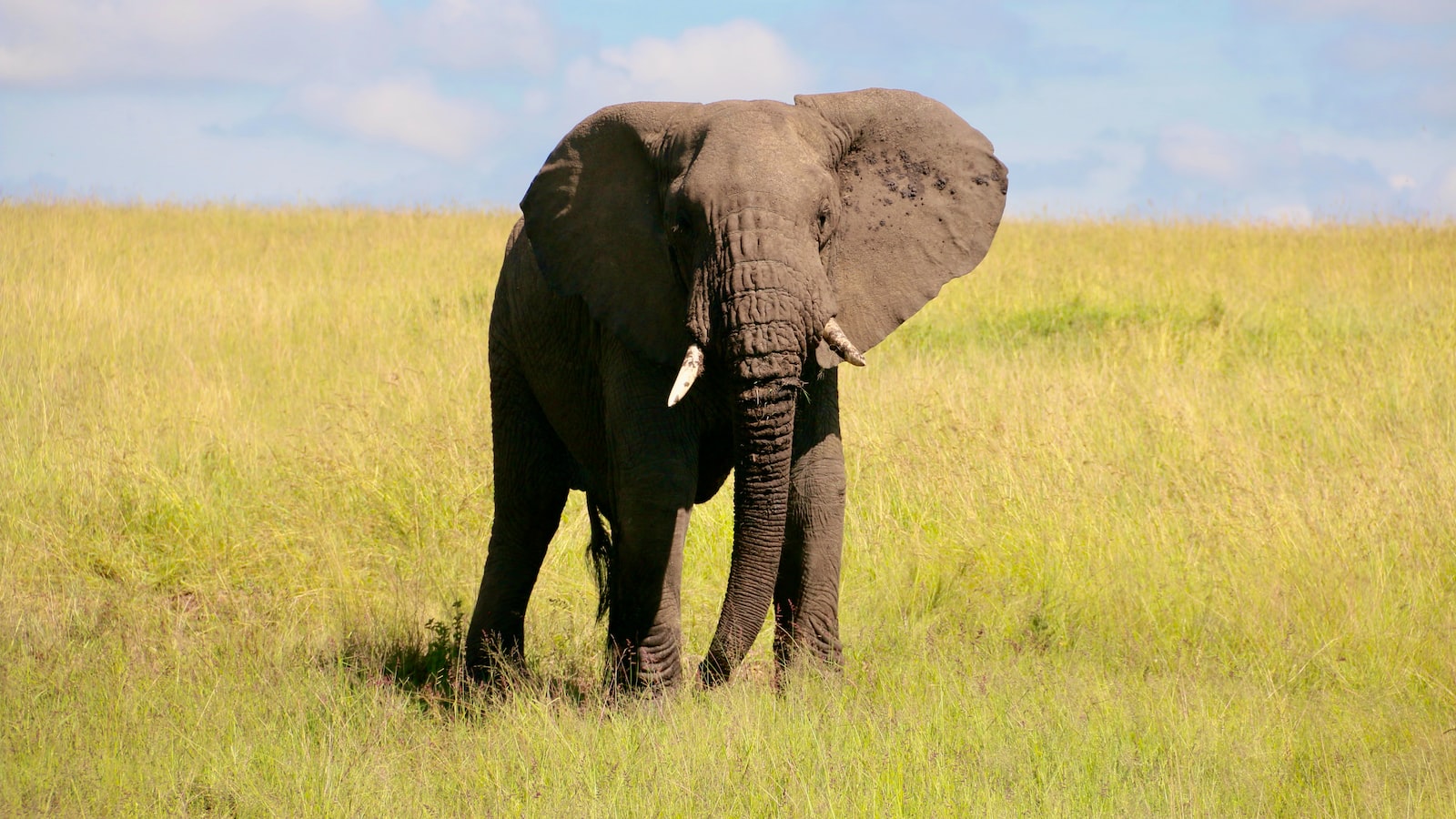 How Does the Vegetation Change as You Ascend Mt Kenya?