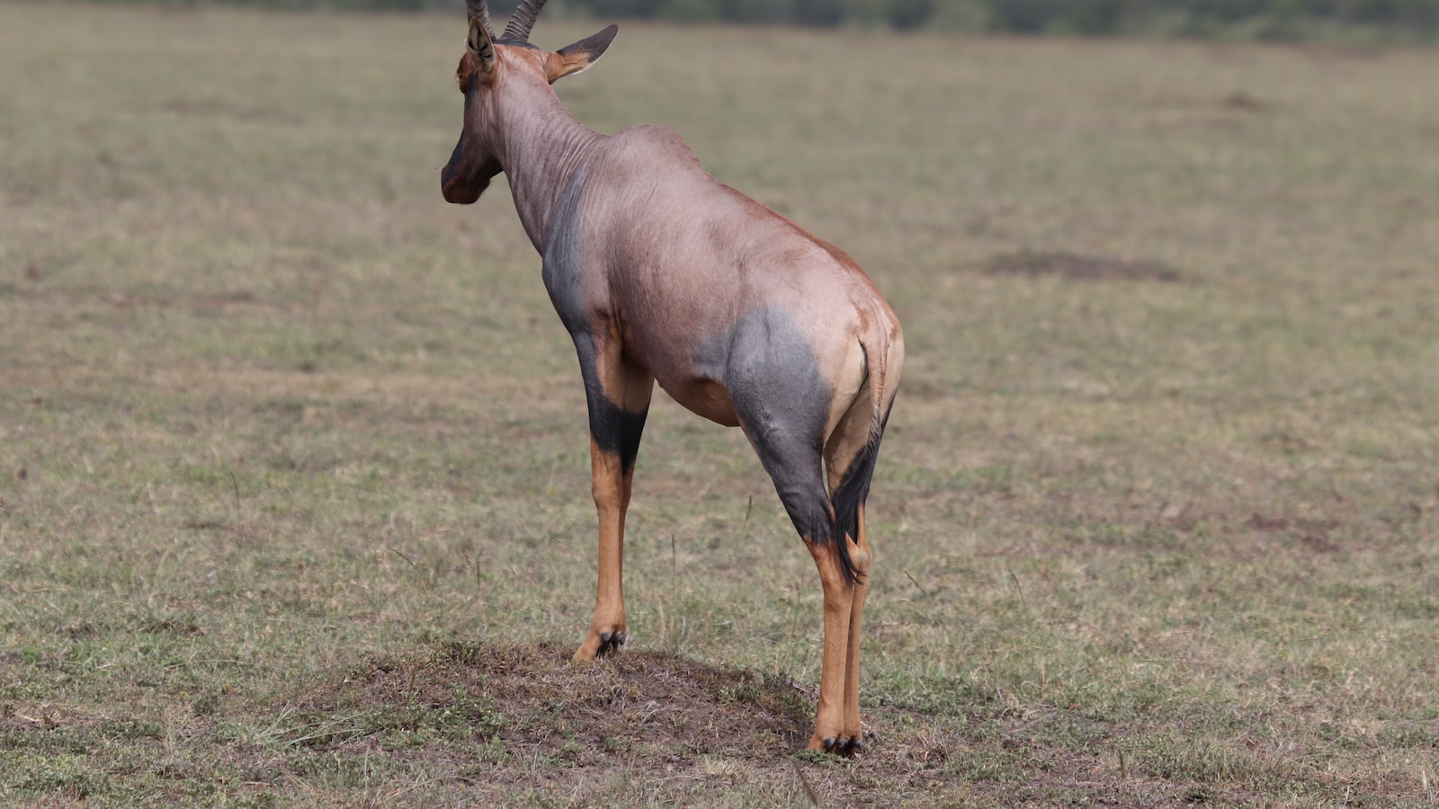 How Long Does It Take to Climb Mt Kenya?