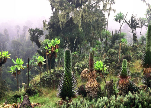 How Do I Experience the Beauty of the Afro-Alpine Zone and Its Unique Vegetation on Mt Kenya?