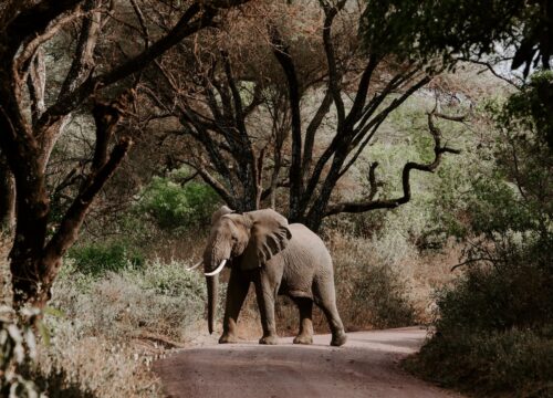 Can I Participate in Volunteer Programs Aimed at Preserving Mt Kenya’s Ecosystems? Mt Kenya