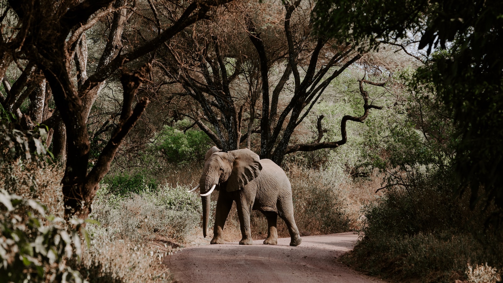 Can I Participate in Volunteer Programs Aimed at Preserving Mt Kenya’s Ecosystems? Mt Kenya