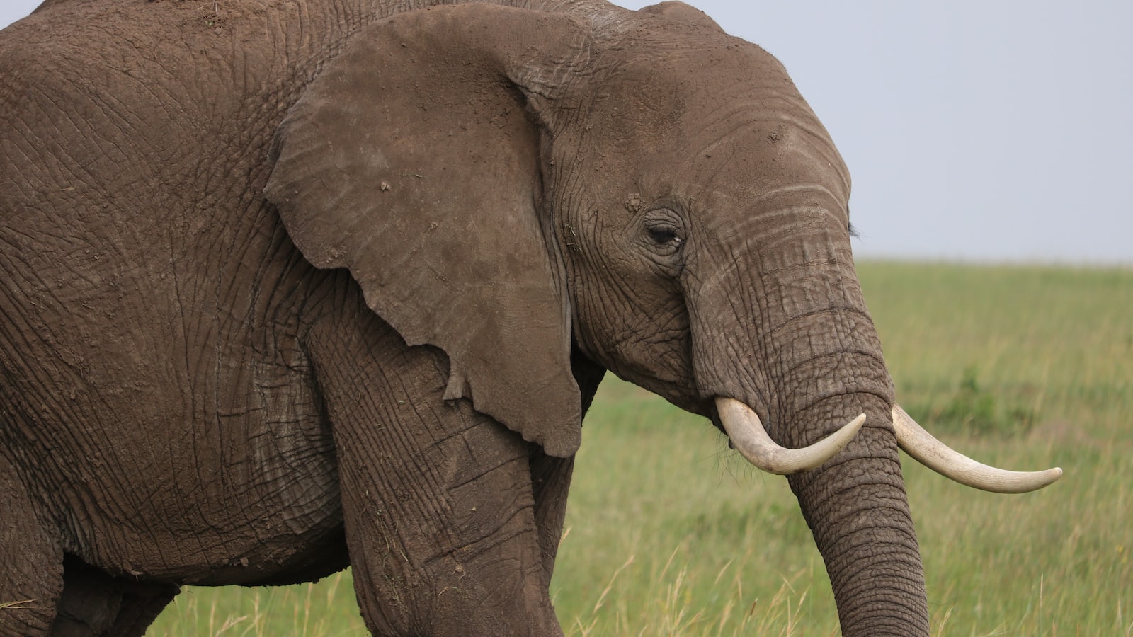 What’s the Relationship Between Mt Kenya and Neighboring National Parks? Mt Kenya?” -> “What’s the Relationship Between Mt Kenya and Neighboring National Parks? Mt Kenya?