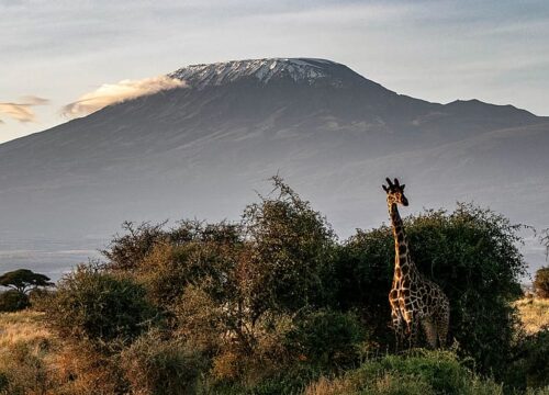 What’s the Relationship Between Mt Kenya and Neighboring National Parks? Mt Kenya?” → “What’s the Relationship Between Mt Kenya and Neighboring National Parks? Mt Kenya?