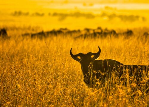 Can I Participate in Volunteer Programs Aimed at Preserving Mt. Kenya’s Ecosystems? Mt. Kenya?