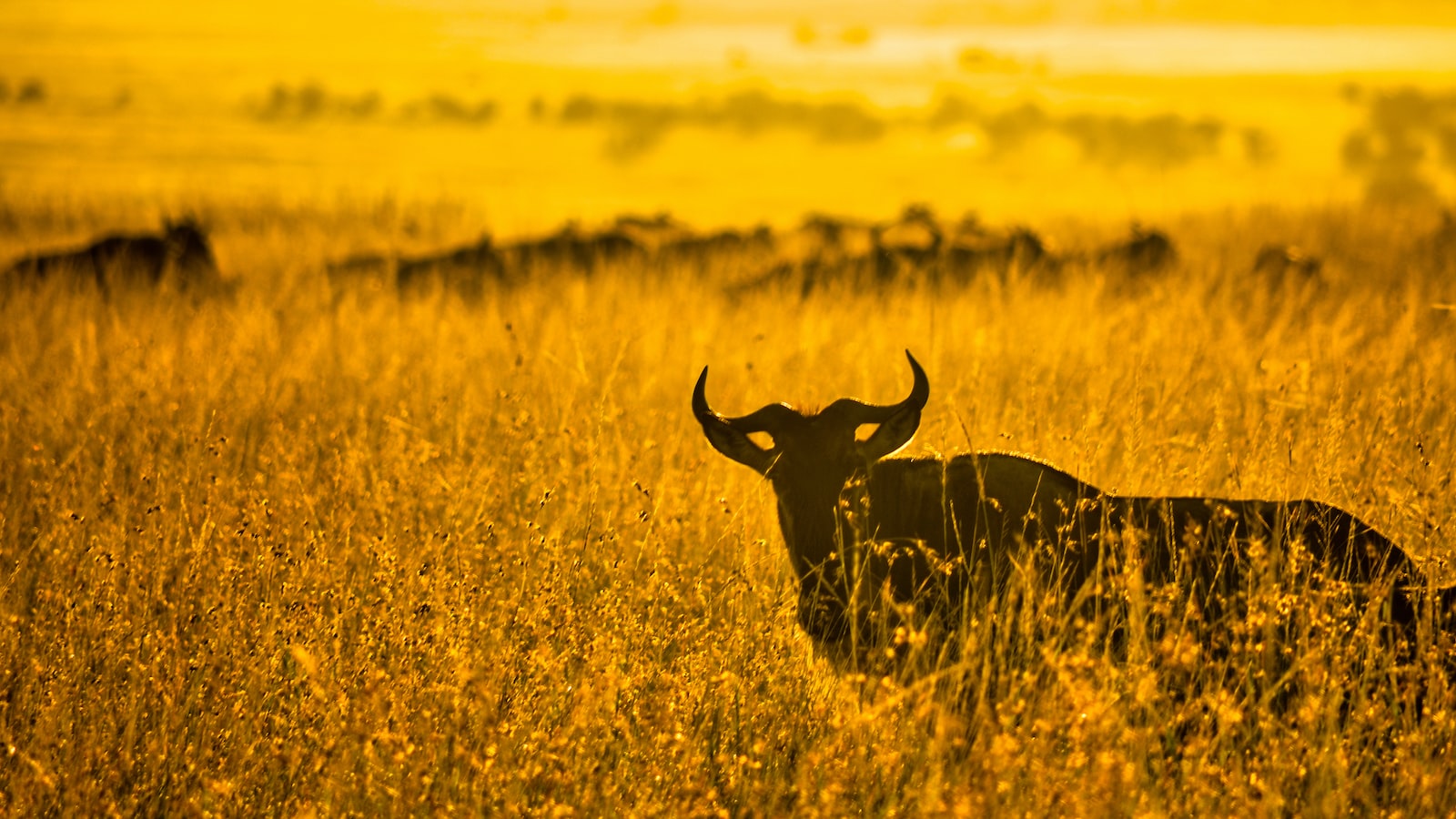 Can I Participate in Volunteer Programs Aimed at Preserving Mt. Kenya’s Ecosystems? Mt. Kenya?