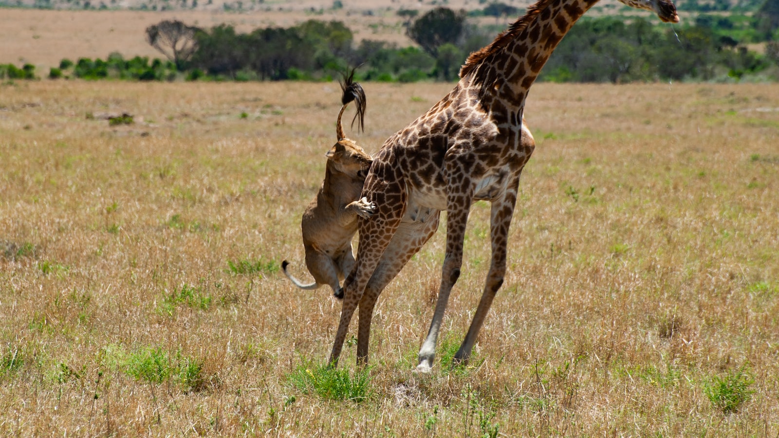 How Do I Choose the Right Trekking Company for a Guided Tour of Mt. Kenya?