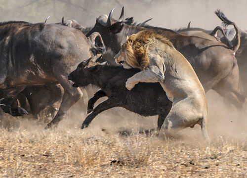 Masai Mara Lodge Safari
