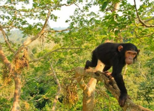 Kibale National Park