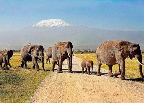 Beyond Wilderness: Mt. Kenya, Amboseli National Park, Tsavo East and Tsavo West National Parks