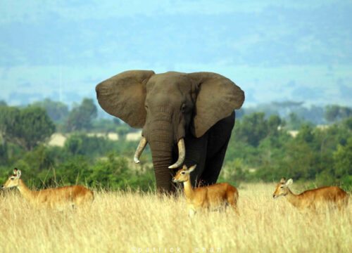 Queen Elizabeth National Park