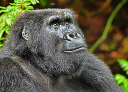 Bwindi Forest National Park