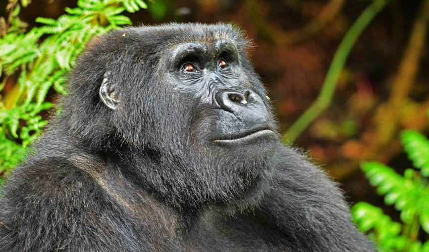Bwindi Forest Gorilla Trekking