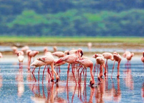 Rift Valley Lakes: 8 Days Lake Expedition​