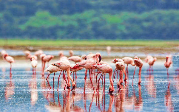 Rift Valley Lakes Safari