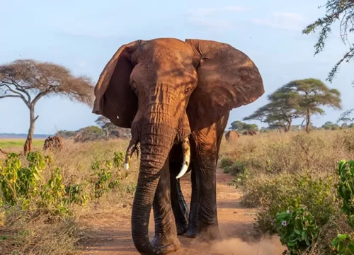 Tarangire National Park