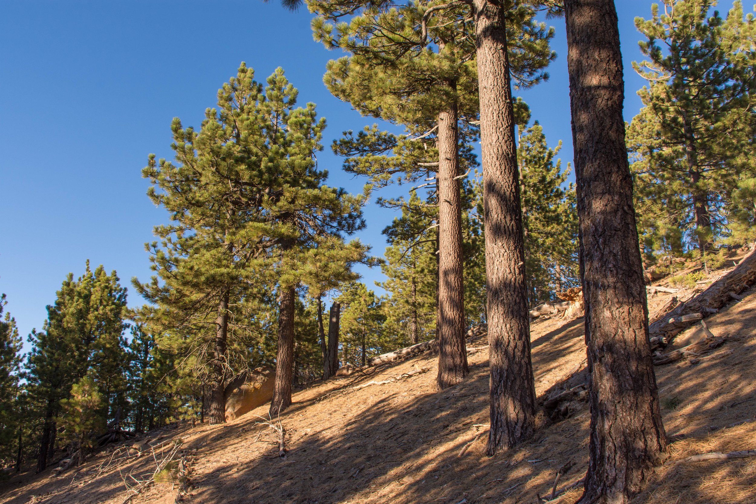 How Can I Respect the Local Environment While Visiting Mt. Kenya?