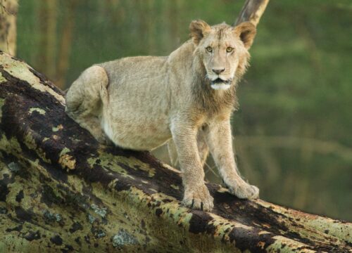 What’s the Relationship Between Mt Kenya and Neighboring National Parks? Mt Kenya?”  -> “What’s the Relationship Between Mt Kenya and Neighboring National Parks? Mt Kenya?