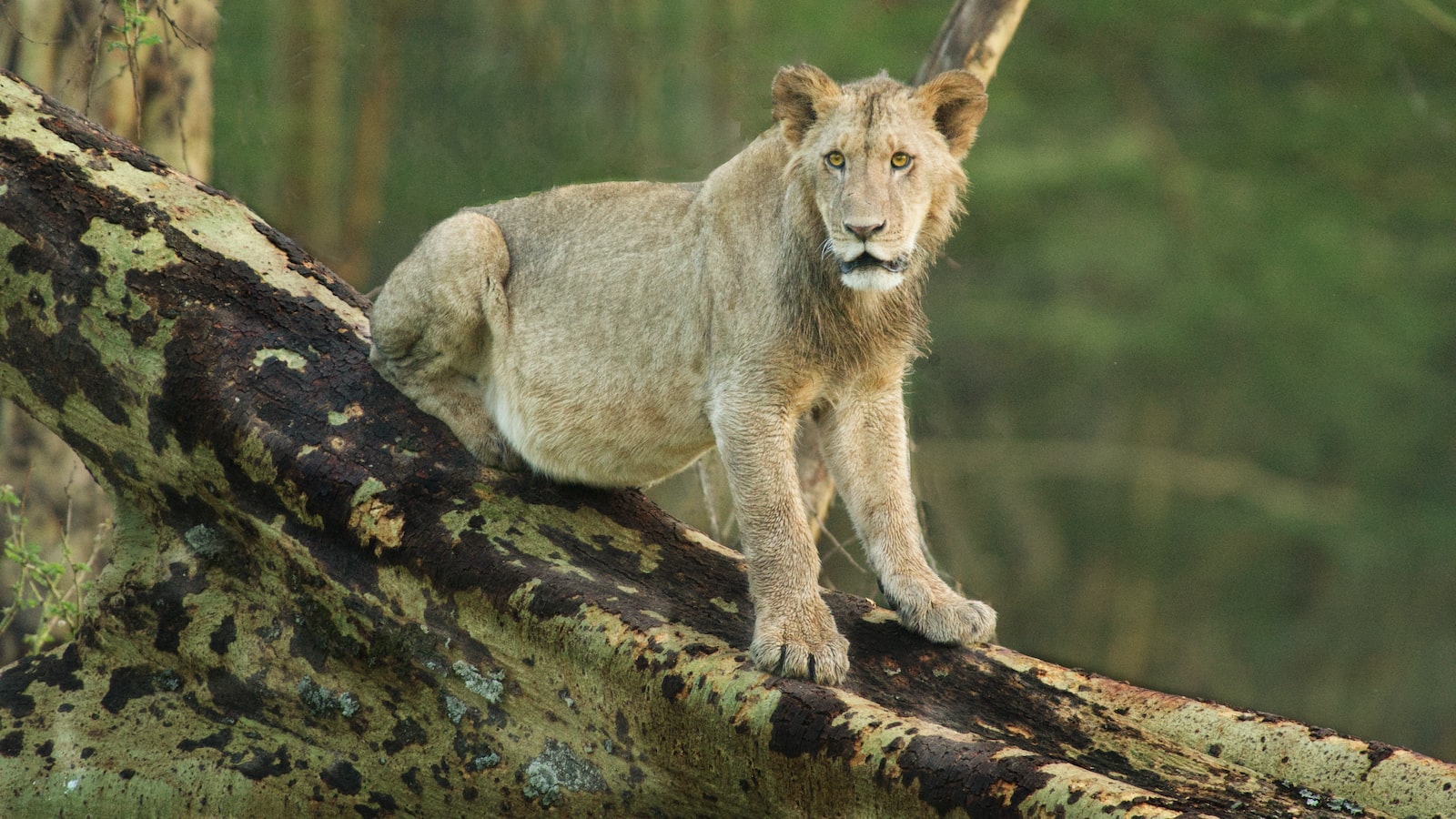 What’s the Relationship Between Mt Kenya and Neighboring National Parks? Mt Kenya?”  -> “What’s the Relationship Between Mt Kenya and Neighboring National Parks? Mt Kenya?