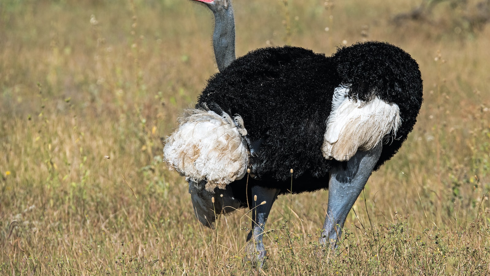 Can I Experience a Sunrise Meditation Session on the Slopes of Mt. Kenya?
