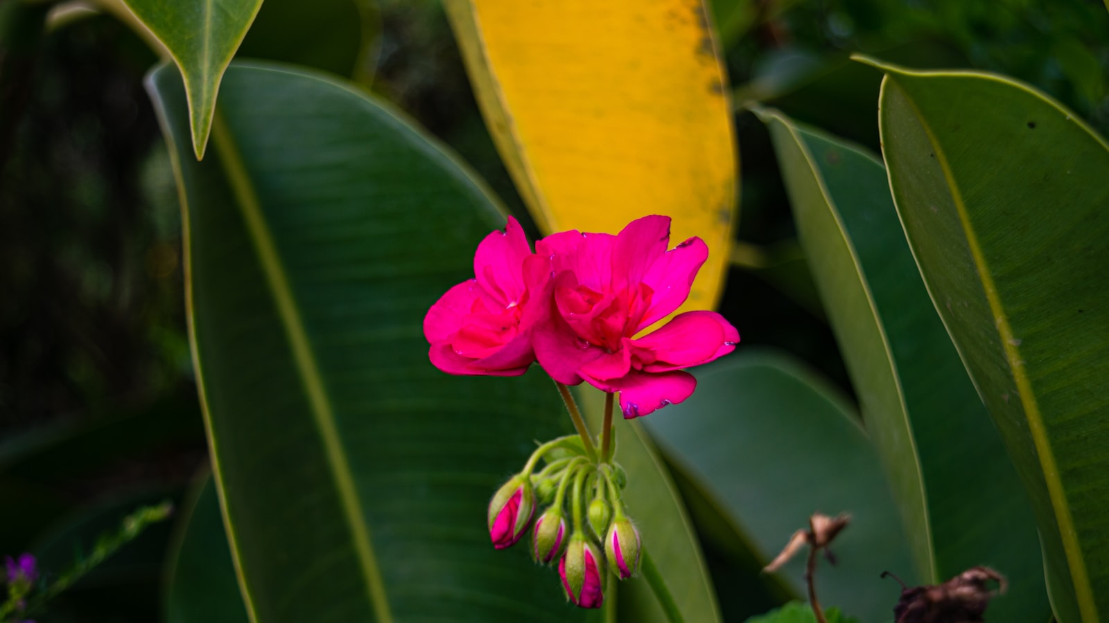 Can I Go on a Wildlife Safari Near Mt. Kenya After My Trek? Mt. Kenya?