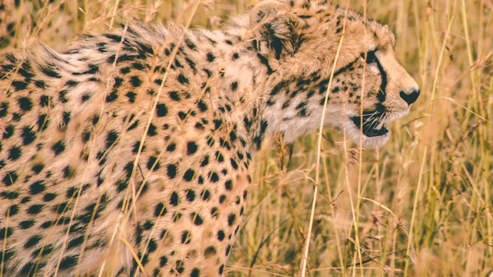 What’s the Relationship Between Mt Kenya and Neighboring National Parks? Mt Kenya?” => “What’s the Relationship Between Mt Kenya and Neighboring National Parks? Mt Kenya?