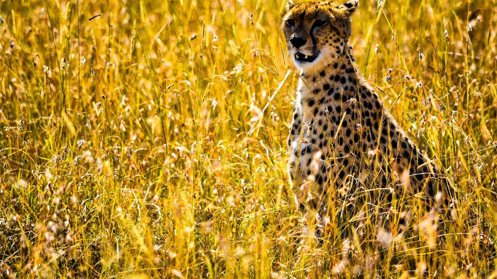 What’s the Relationship Between Mt Kenya and Neighboring National Parks? Mt Kenya?” ⟶ “What’s the Relationship Between Mt Kenya and Neighboring National Parks? Mt Kenya?
