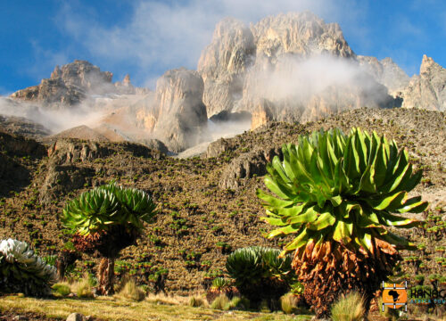 How Do I Experience the Transition from Dense Forests to Open Moorlands on Mt. Kenya?