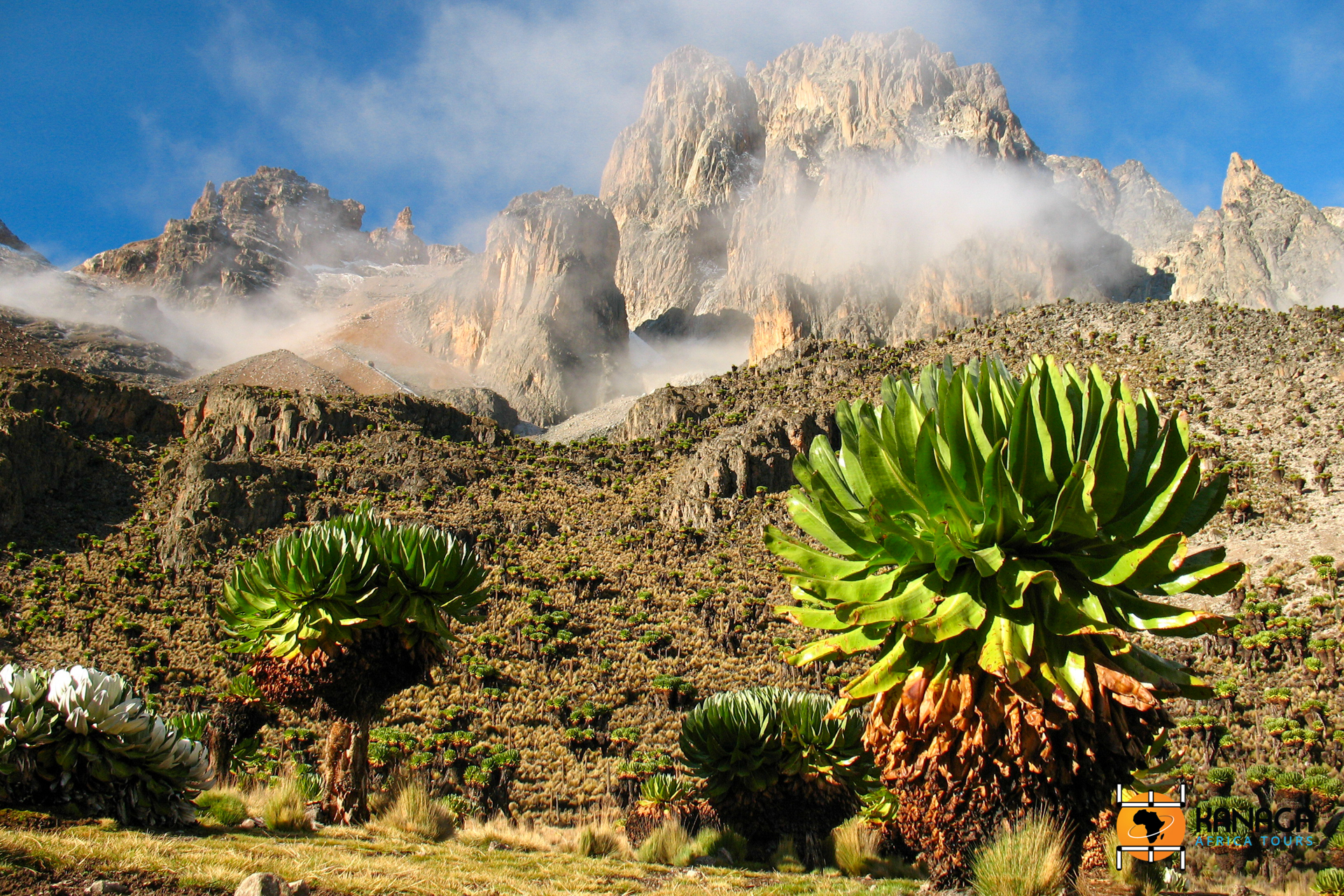 How Do I Experience the Transition from Dense Forests to Open Moorlands on Mt. Kenya?