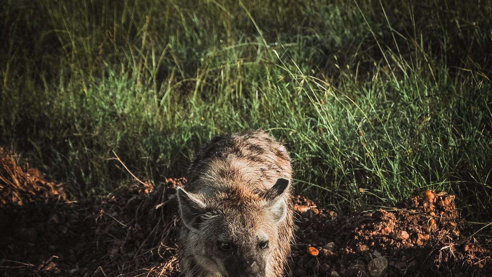 What’s the Relationship Between Mt Kenya and Neighboring National Parks? Mt Kenya?” –> “What’s the Relationship Between Mt Kenya and Neighboring National Parks? Mt Kenya?