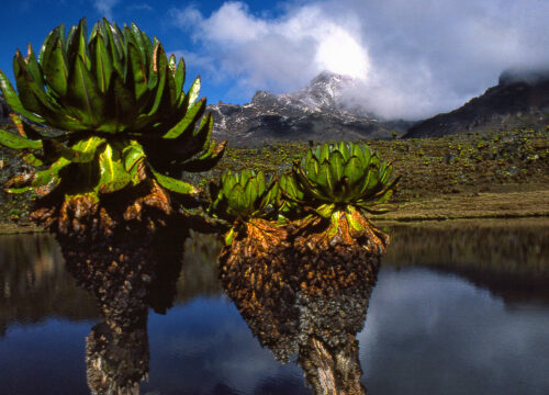 What’s the Relationship Between Mt Kenya and Neighboring National Parks? Mt Kenya?” 

The transformed sentence in title case would be:

“What’s the Relationship Between Mt Kenya and Neighboring National Parks? Mt Kenya?