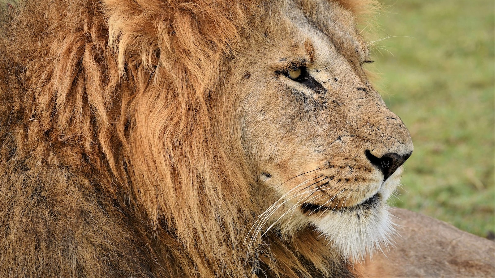 What’s the Best Way to Acclimatize Before Attempting to Summit Mt. Kenya?