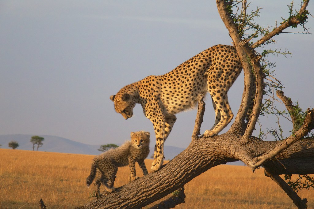 Immerse in the Pristine Wilderness: Unforgettable Father's Day Safari in Mount Kenya