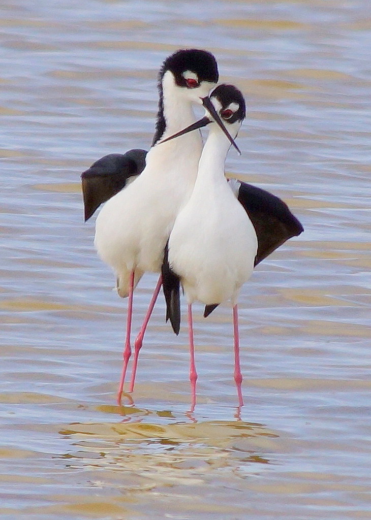 1. Exploring the Diverse Avian Courtship Behaviors amidst Mount Kenya's Breathtaking Landscape