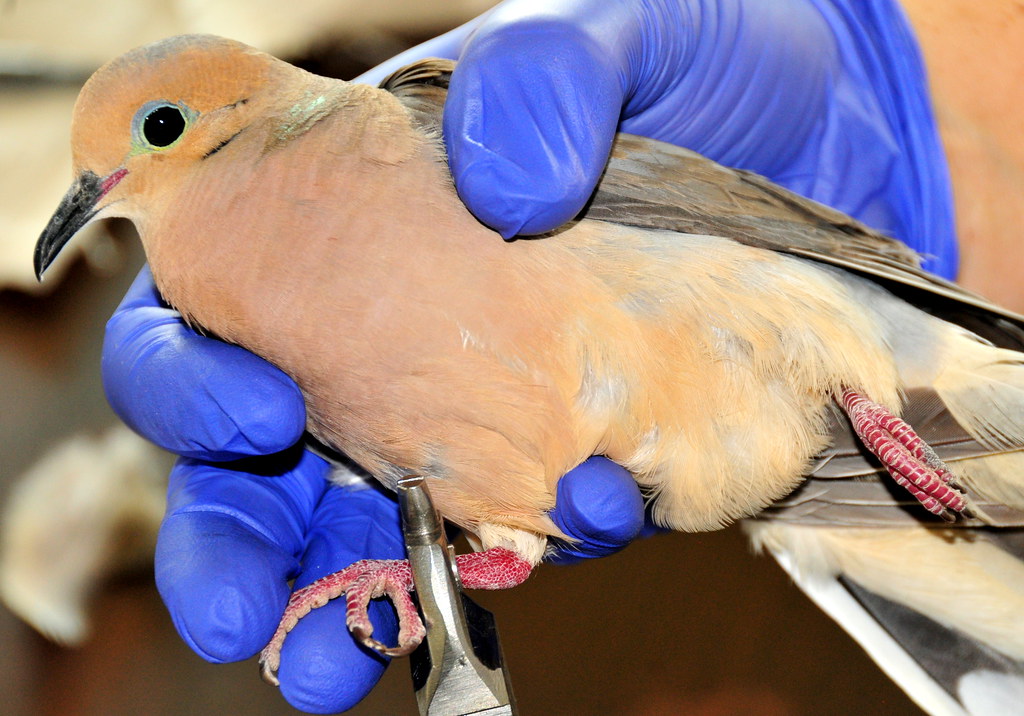 2.​ Unlocking Scientific ⁣Insights through Bird Banding: A Promising‌ Approach for Mount Kenya's Ornithological‍ Research