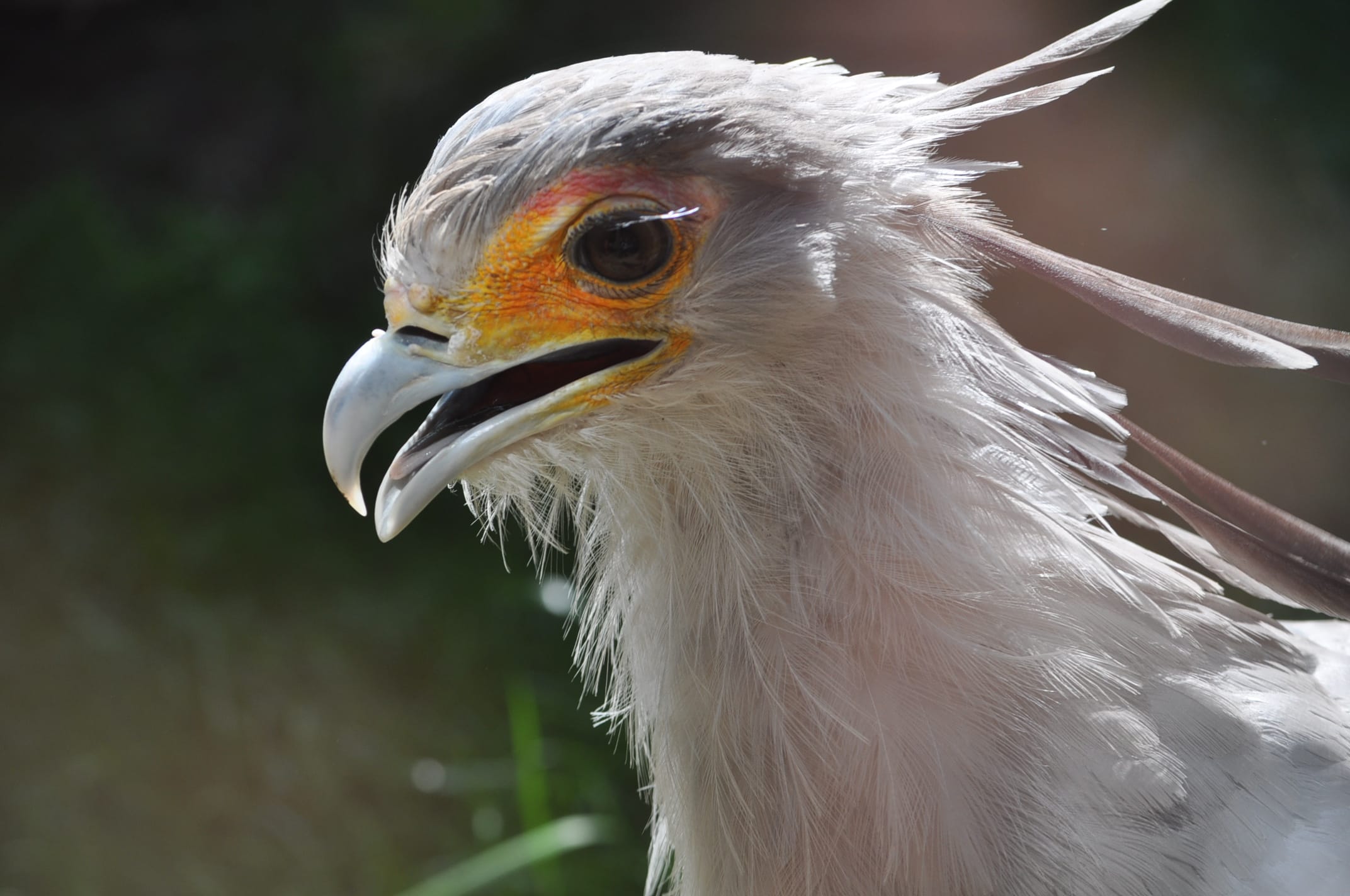 Preserving Endangered Birds: How Mount Kenya's Conservancies Play a Vital Role