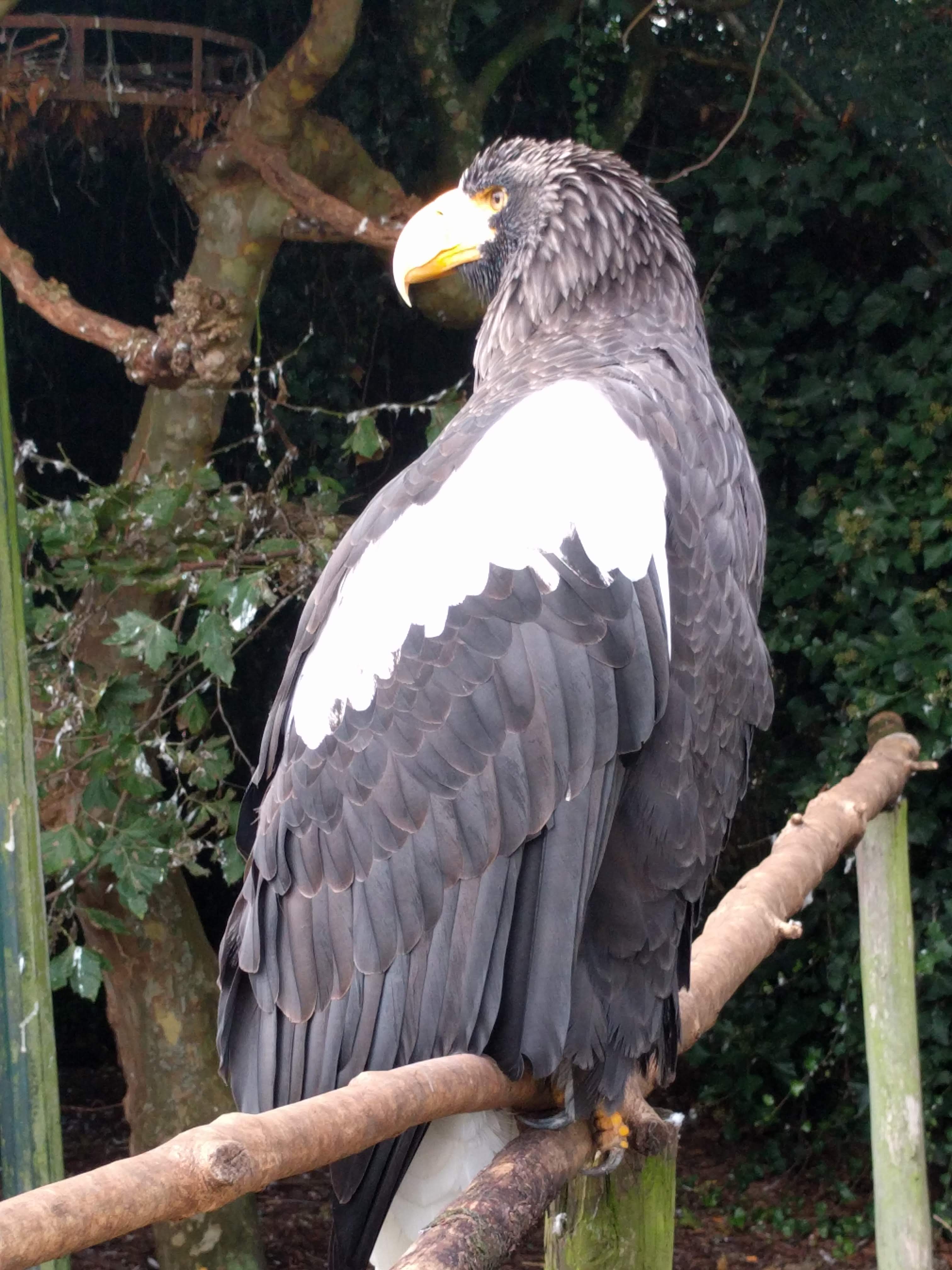 Exploring the Rich Biodiversity of Avifauna in the Mount Kenya Region