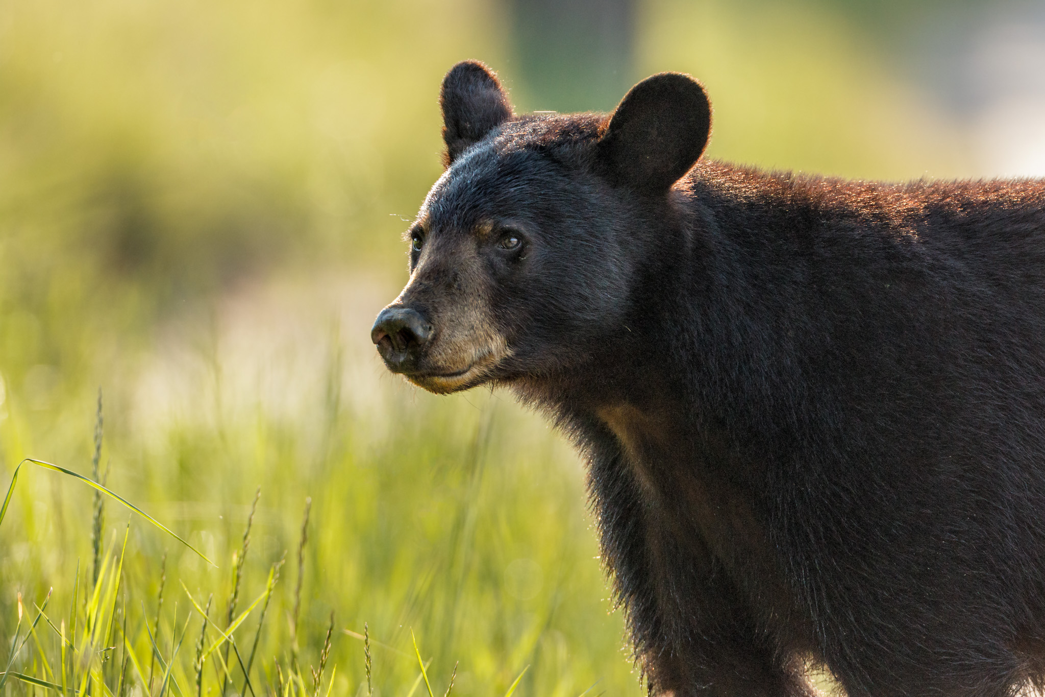 Capturing the Wildlife: Exploring Photography‌ Tours for Game Drives ‍in ‍Mount Kenya