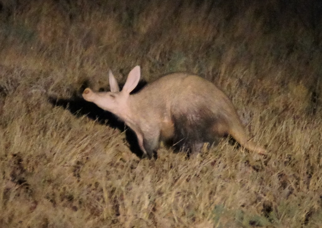 Night Game Drives: Exploring the Untamed Wilderness of Mount Kenya