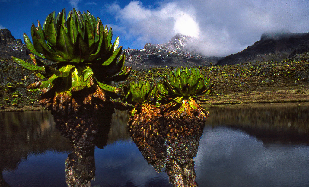 4. Tailored Experiences in the Skies: Customizing Your Mount Kenya Scenic Flight Tour