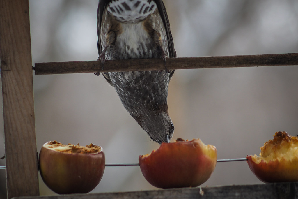 Guided Adventures: The Best Bird-Watching Workshop Providers in Mount Kenya