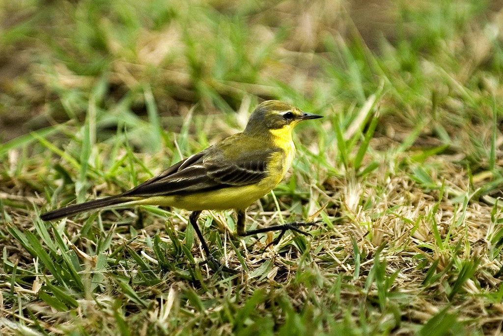 Selecting the Best Guided Bird-Watching Safari in Mount Kenya