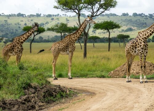 What is the average duration of a trek in Mount Kenya?