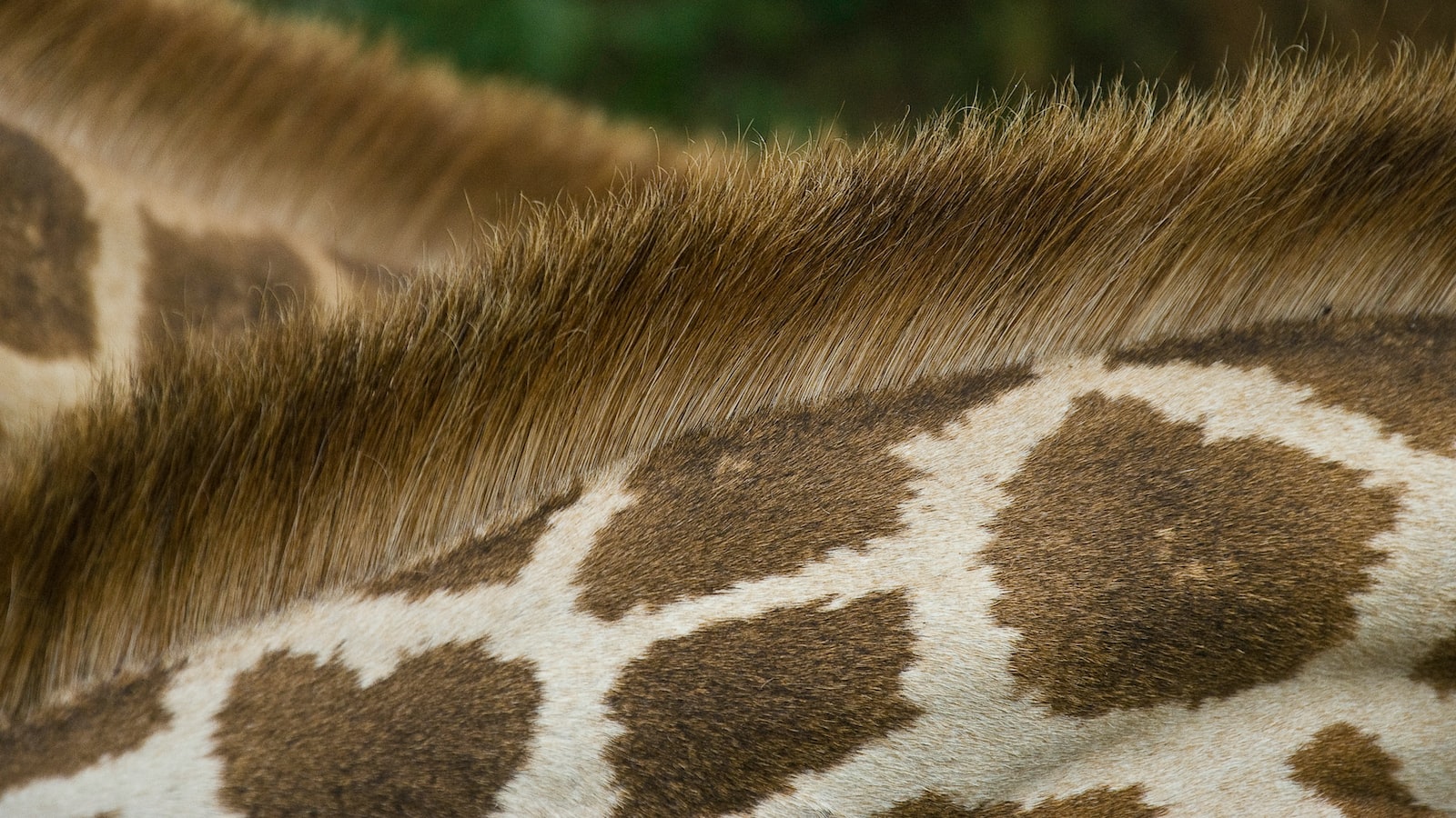 Is it possible to do waterfall hikes in Mount Kenya?