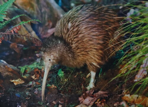 Can I spot elusive birds of the montane zone in Mount Kenya?