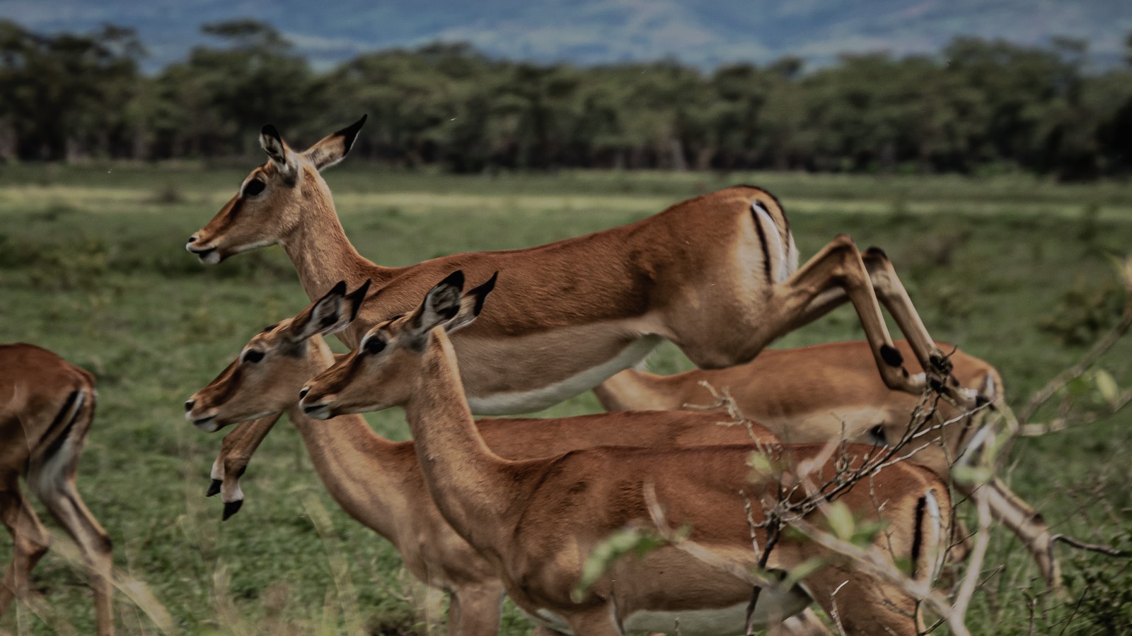 Can I hike Mount Kenya’s volcanic ridges?