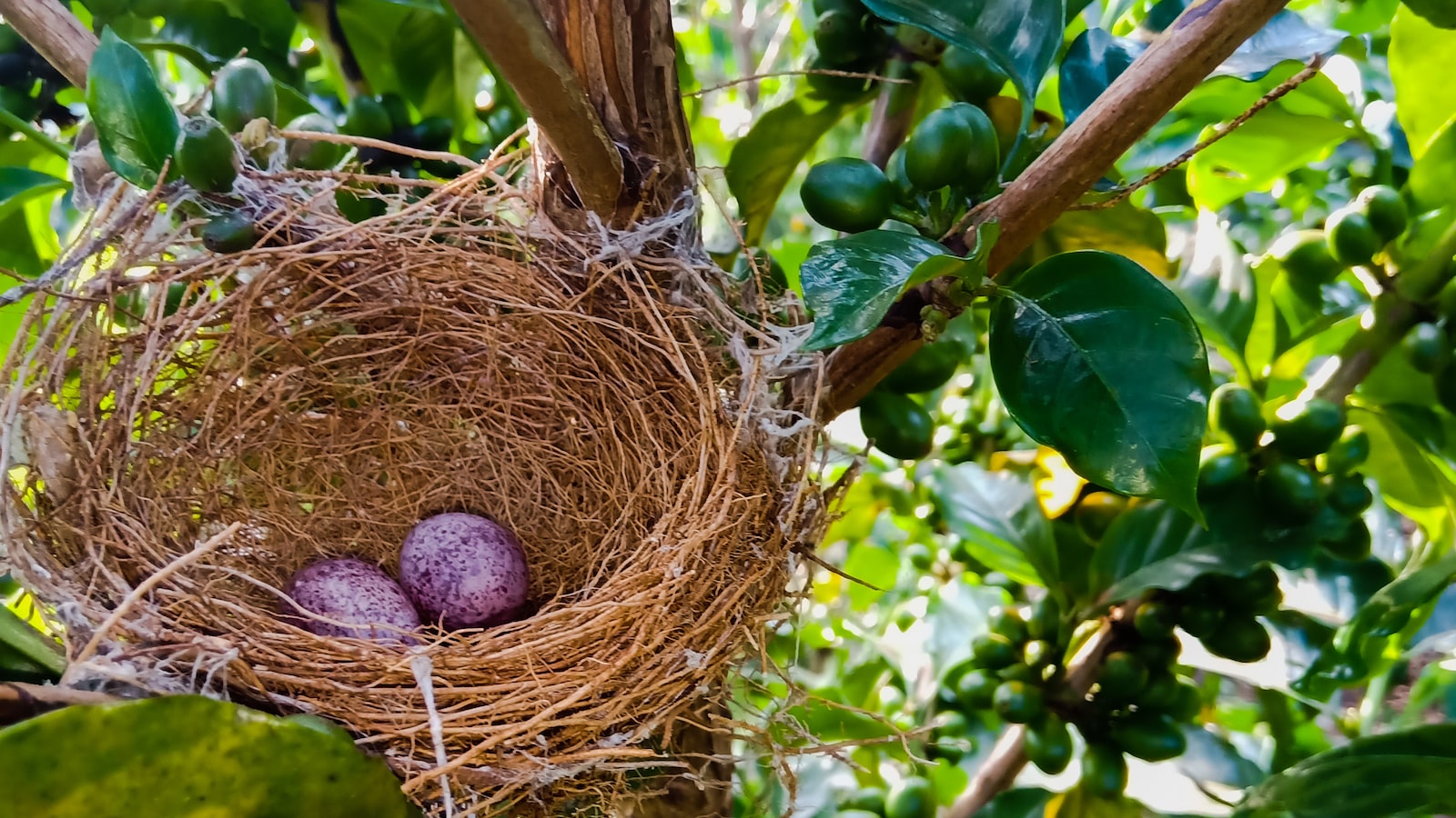 Are there any camping options during overnight Mount Kenya game drives?