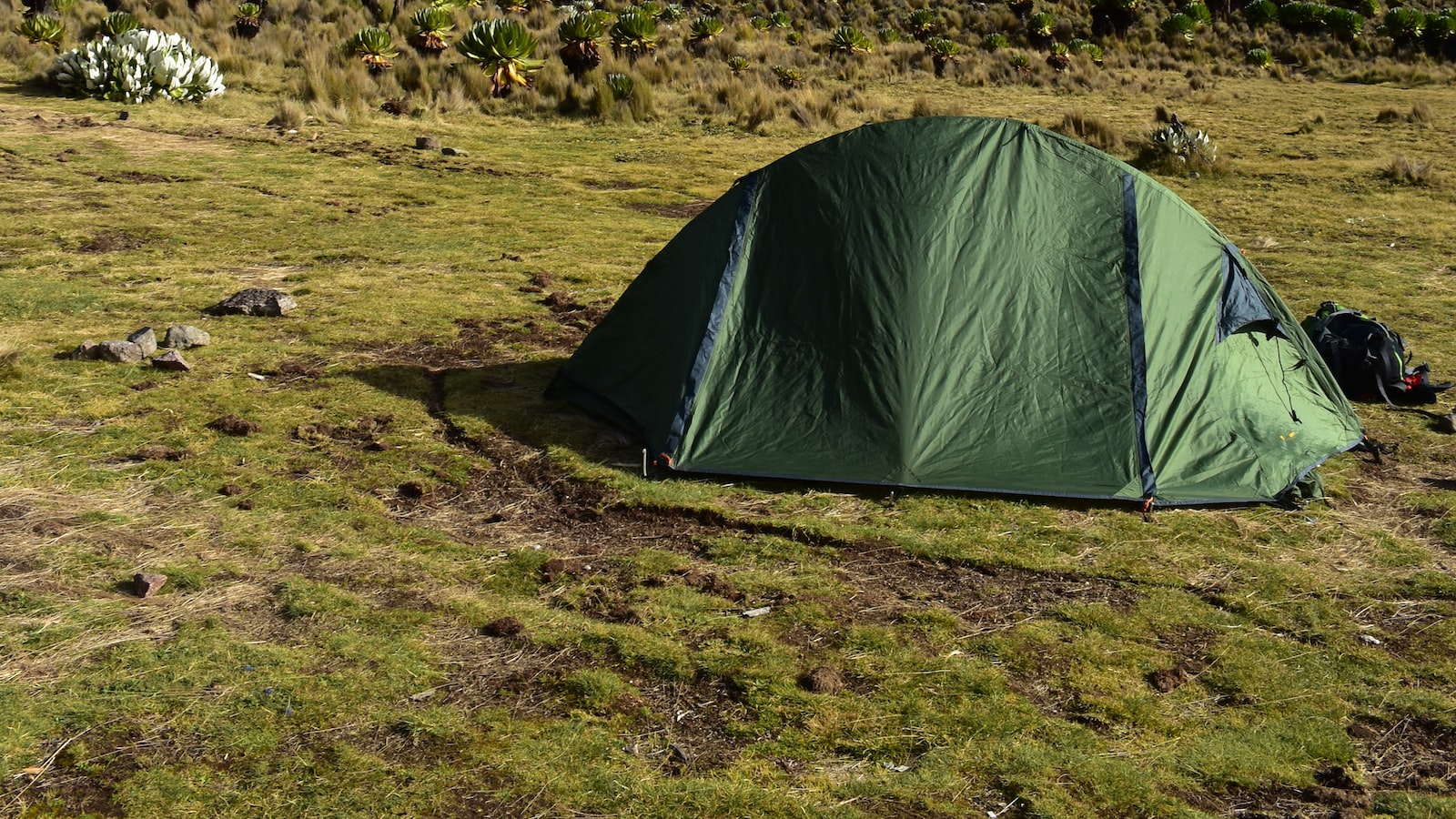 Are there any bird-watching adventures for solo travelers in Mount Kenya?